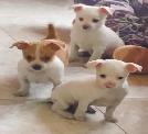 Excelentes Cachorros Chihuahua De 45 Das